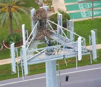 Crown Castle was authorized to place faux bird on their tower