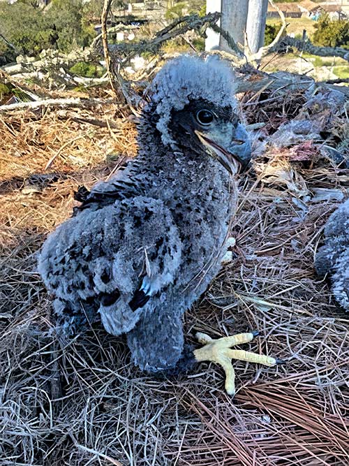 ROOM SERVICE, PLEASE - An eaglet that calls a Crown Castle monopole home, was all smiles after the towerco made arrangements to clean life-threatening fishlin like out of its next. Photo: Timbob Bue