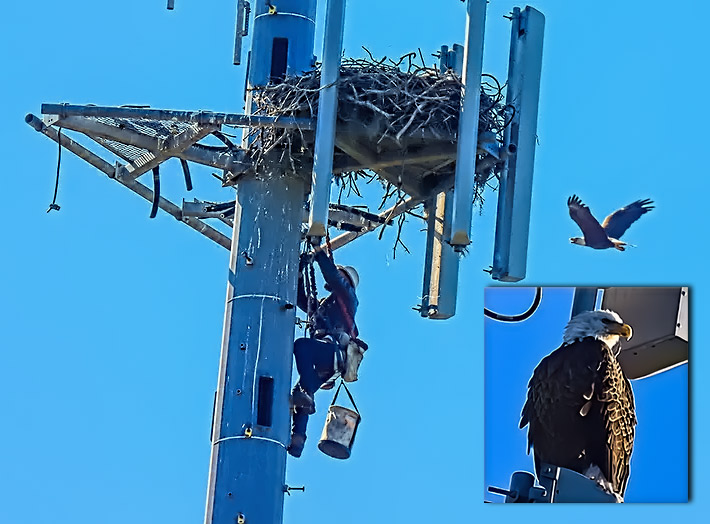PREVENTATIVE MAINTENANCE - Tower tech Timbob Beauguard climbed a 160-foot Crown Castle monopole in Hudson, Florida, to remove handfuls of fishing line in a nest that could have easily killed or seriously injured two eaglets and their parents, but to get him to their sector frame home took a village, according to Raptor Center of Tampa Bay President Susan Murrah. Photos Courtesy Kim Rexrout